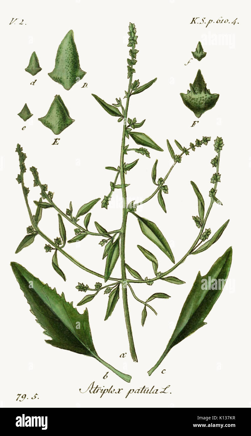 Atriplex patula   Deutschlands flora in abbildungen nach der natur   vol. 18   t. 29 Stock Photo