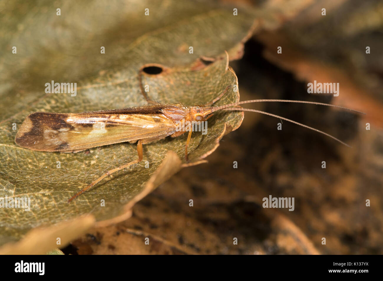 Cinnamon Sedge Caddisfly (Limnephilus lunatus) resting on a dead leaf Stock Photo