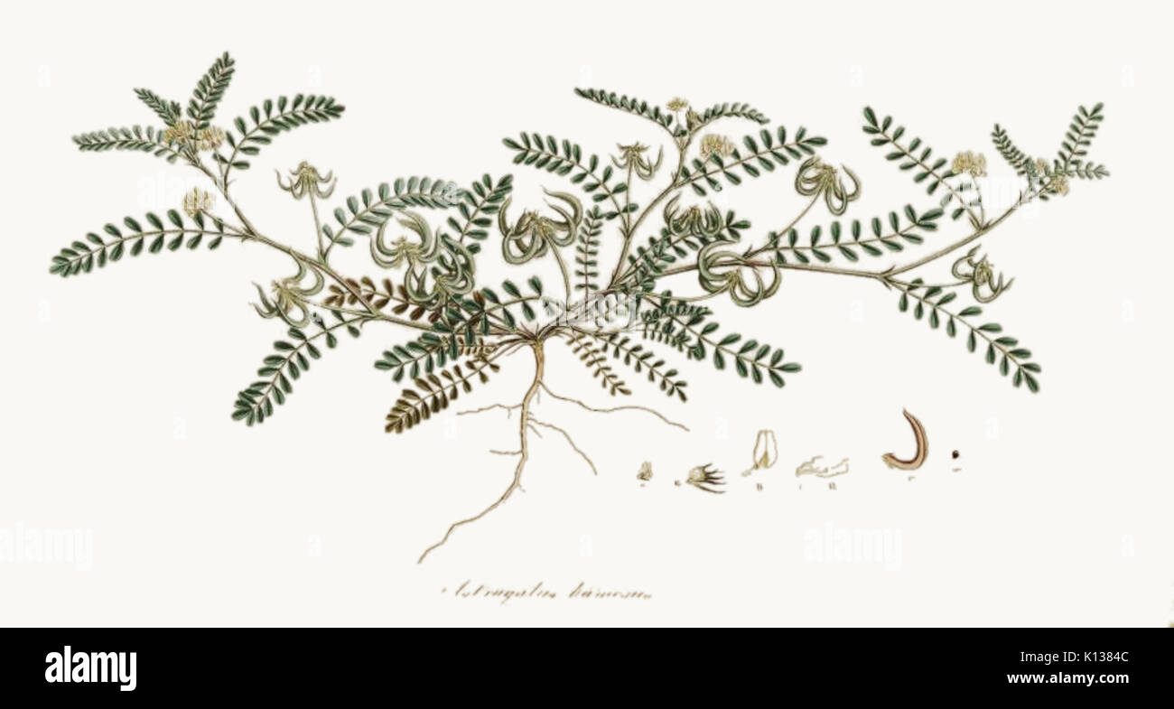 Astragalus hamosus   Florae Graecae prodromus   v.2   1760 Stock Photo