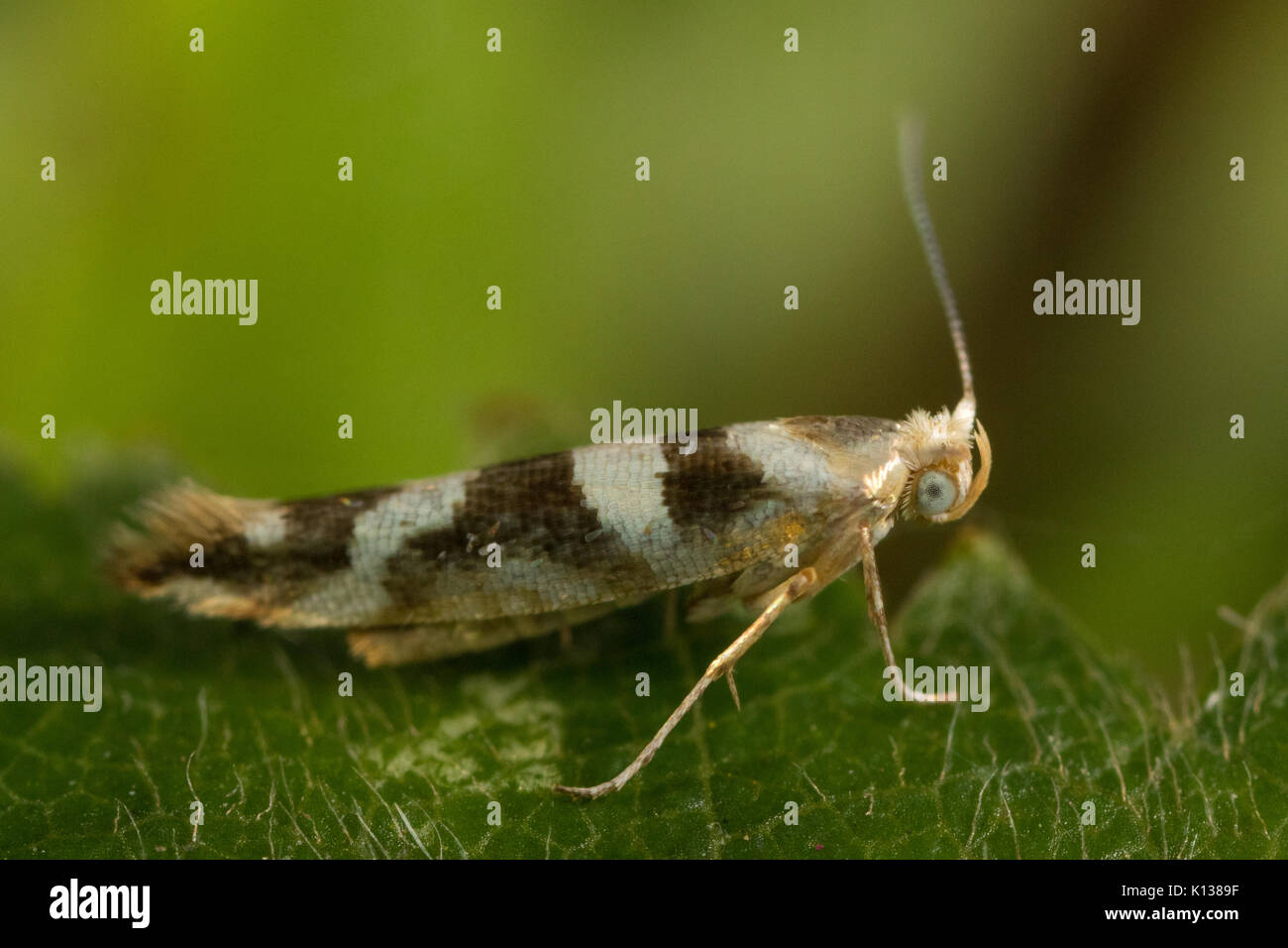 Argyresthia goedartella Golden Argent moth) Stock Photo