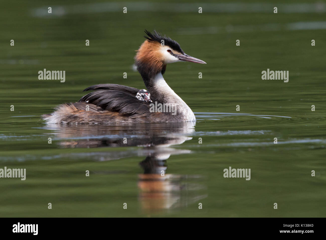 male Great Crested Grebe (Podiceps cristatus) swimming on the water with a chick riding piggyback Stock Photo