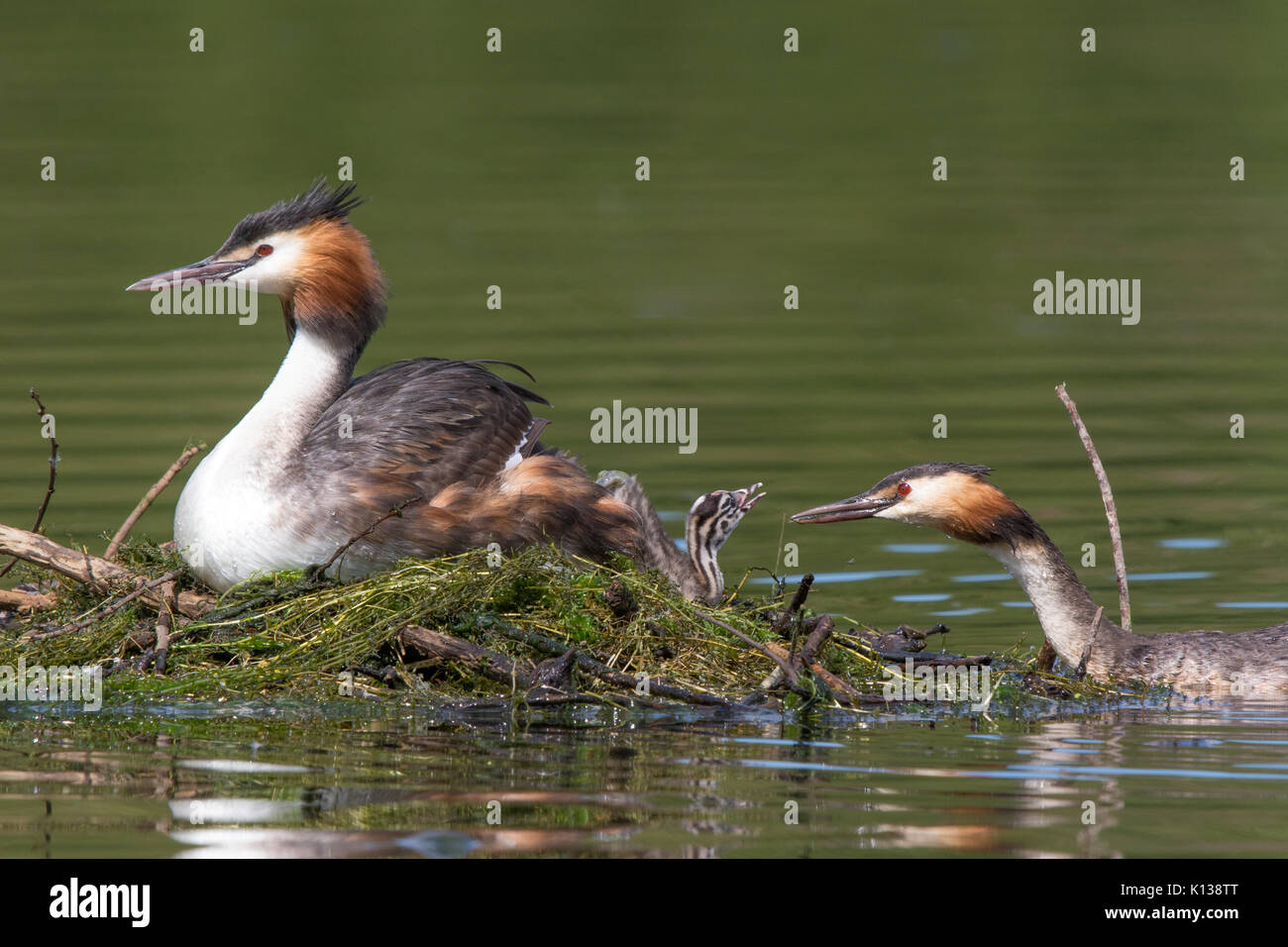 female Great Crested Grebe (Podiceps cristatus) offering food to its chick while the male sits on the nest incubating eggs Stock Photo