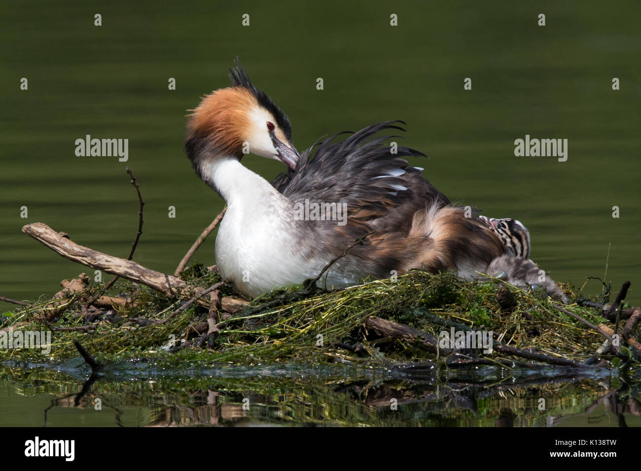male and chick Great Crested Grebe (Podiceps cristatus) on nest Stock Photo