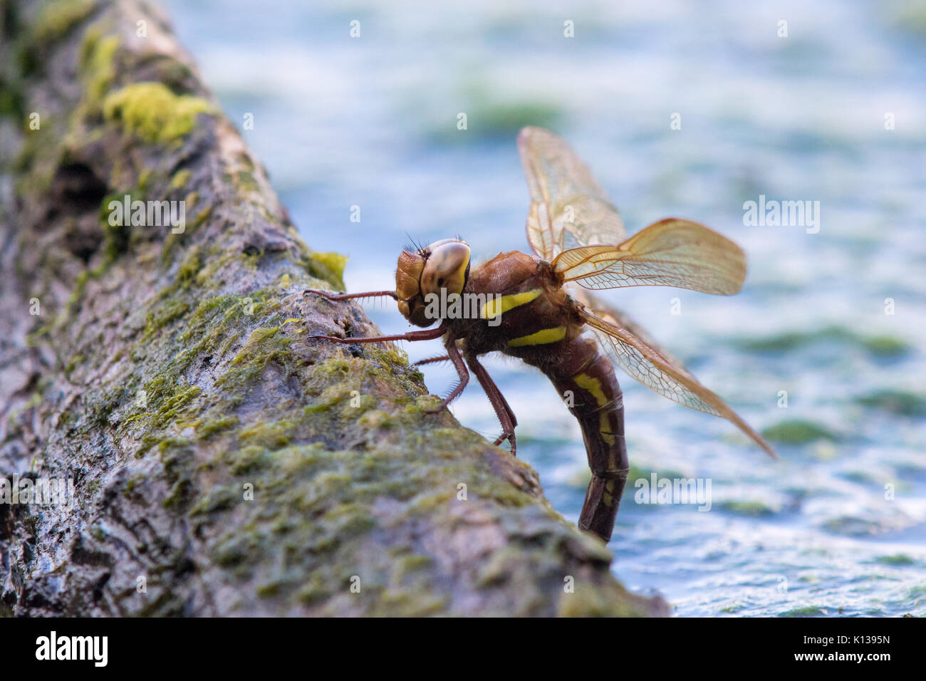 female Brown Hawker dragonfly (Aeschna grandis) laying eggs on an emergent tree root. Stock Photo