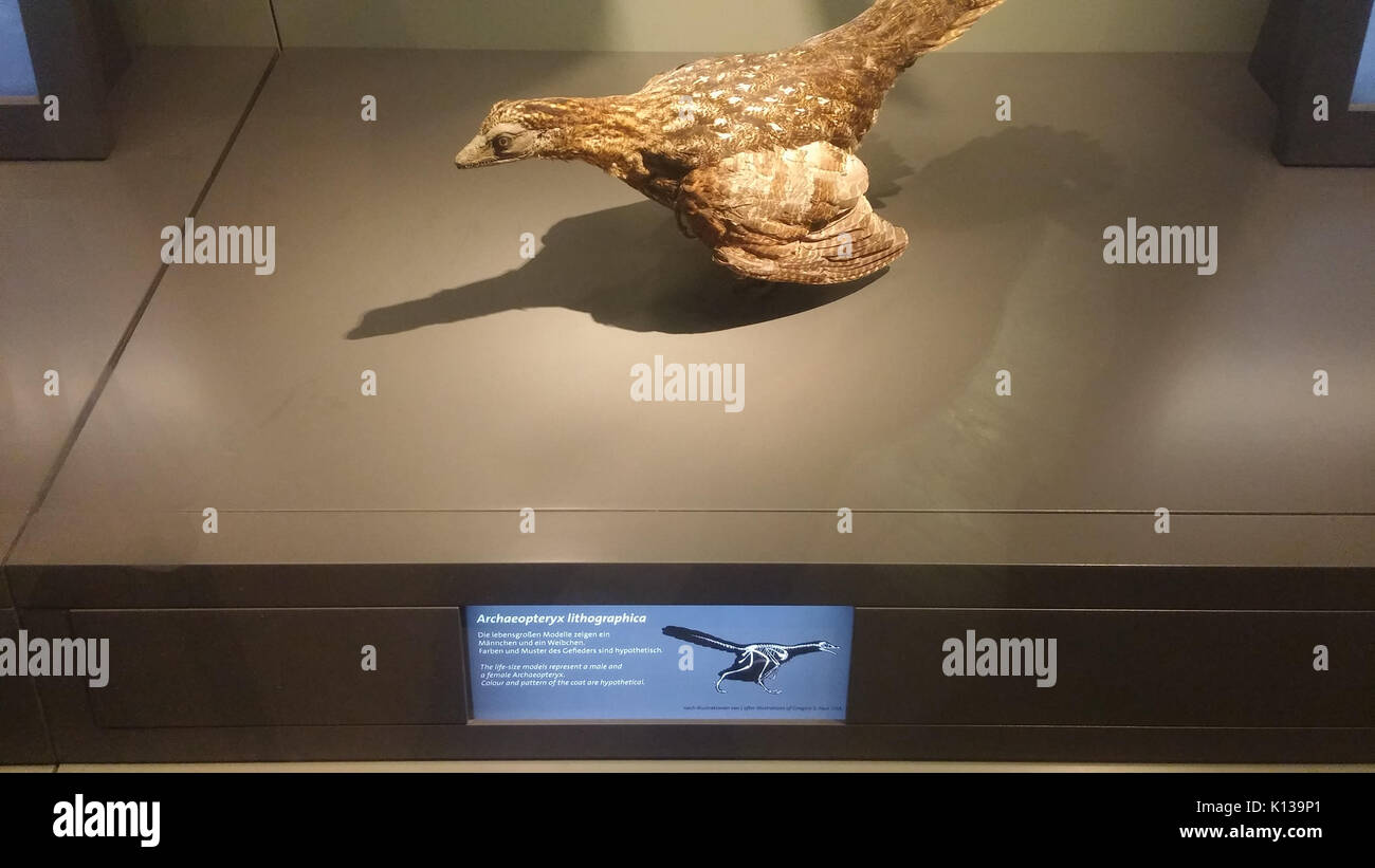 Archaeopteryx coat top