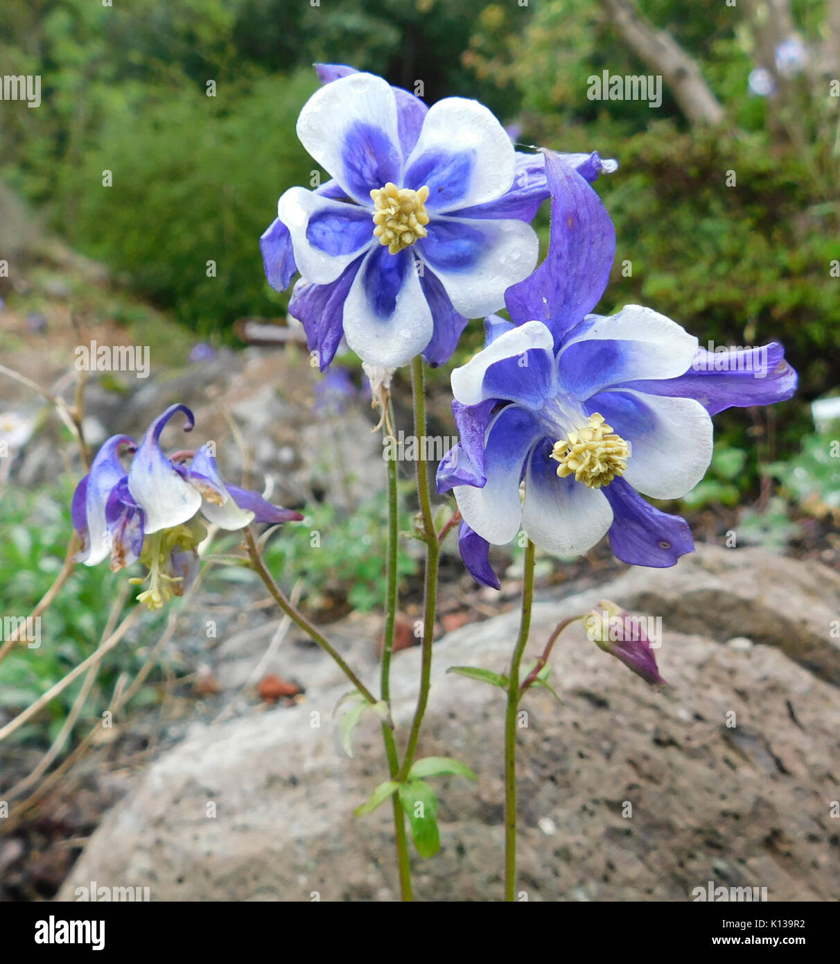 Aquilegia glandulosa Stock Photo