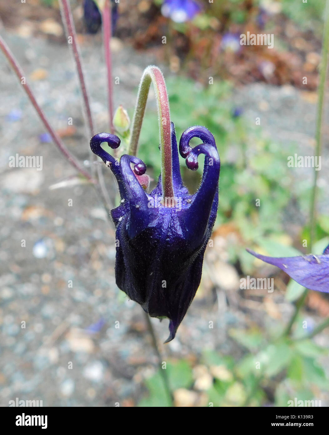 Aquilegia glandulosa petals Stock Photo