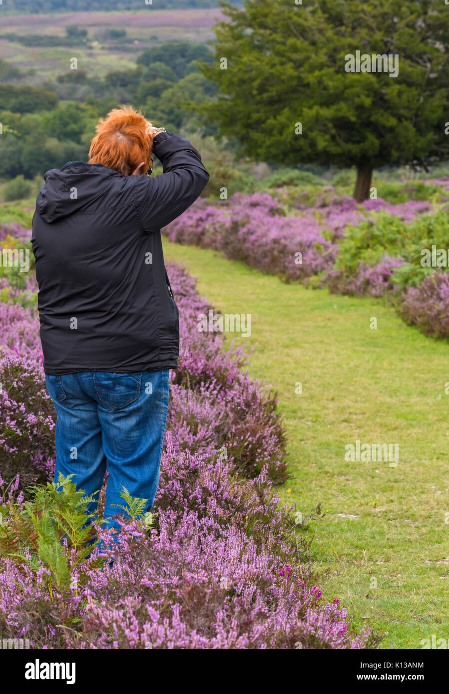 Woman photographing ling heather, Calluna vulgaris, and ferns at Mogshade Hill, New Forest National Park, Hampshire, England UK in August summer Stock Photo