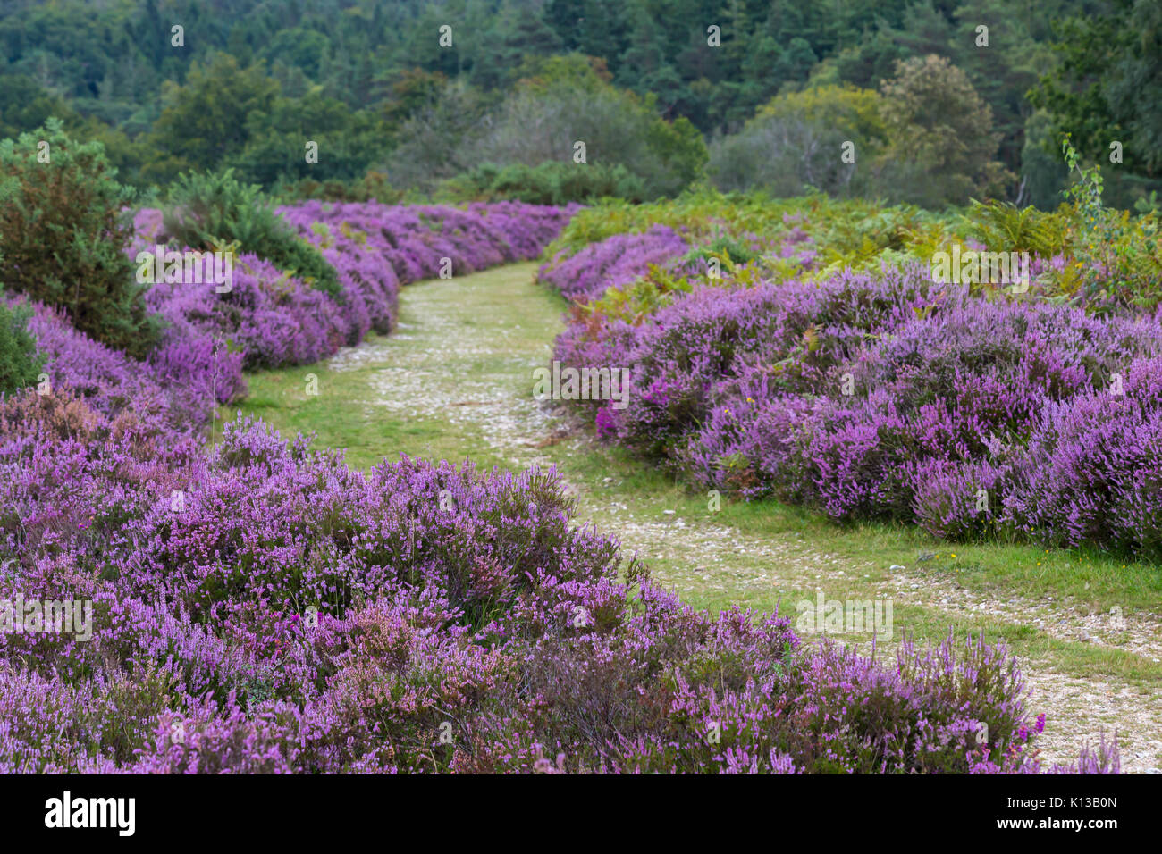 Pathway through ling heather, Calluna vulgaris, and ferns at Mogshade Hill, New Forest National Park, Hampshire, England UK in August summer Stock Photo