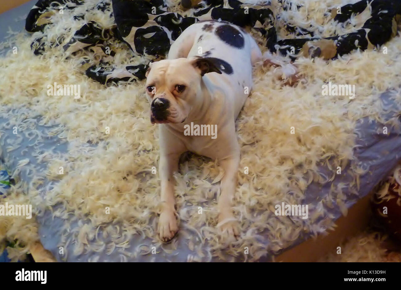 American bulldog pillow feathers Stock Photo Alamy