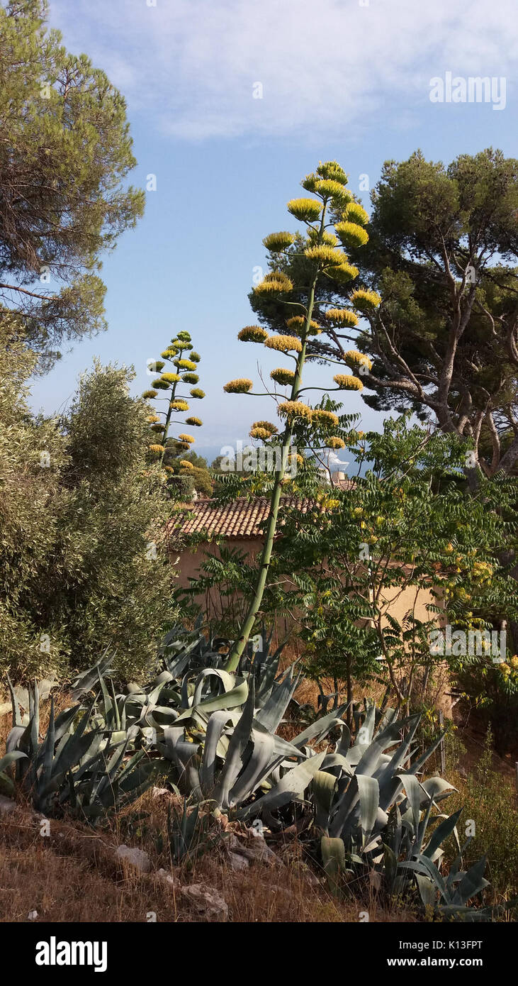 Agave plant illustration hi-res stock photography and images - Alamy