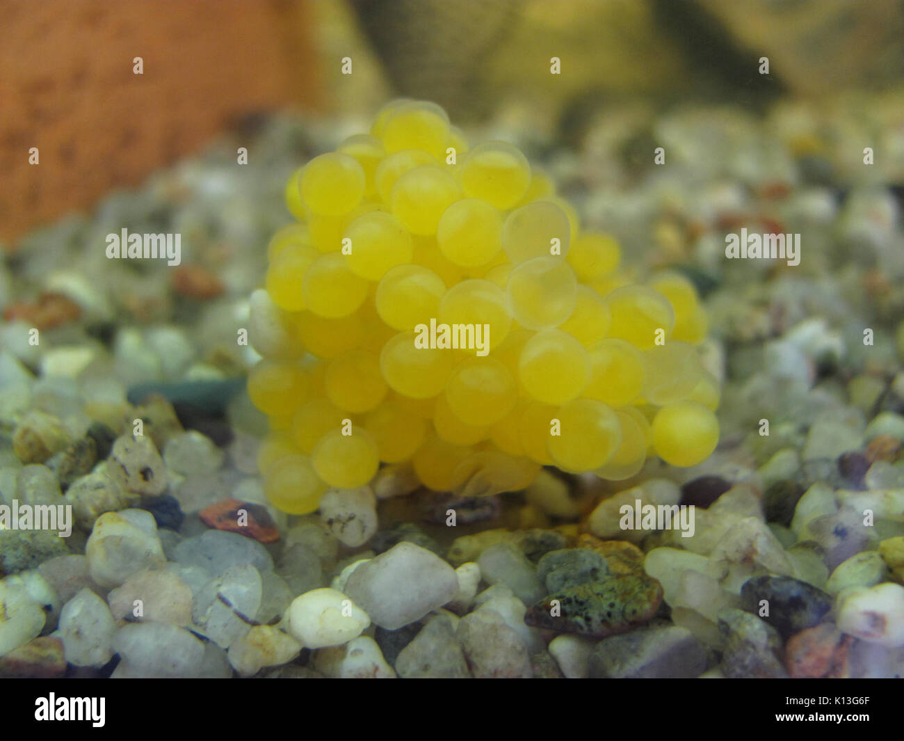 Ancistrus dolichopterus eggs Stock Photo