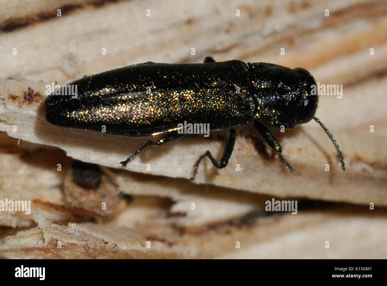 Agrilus angustulus hires stock photography and images Alamy