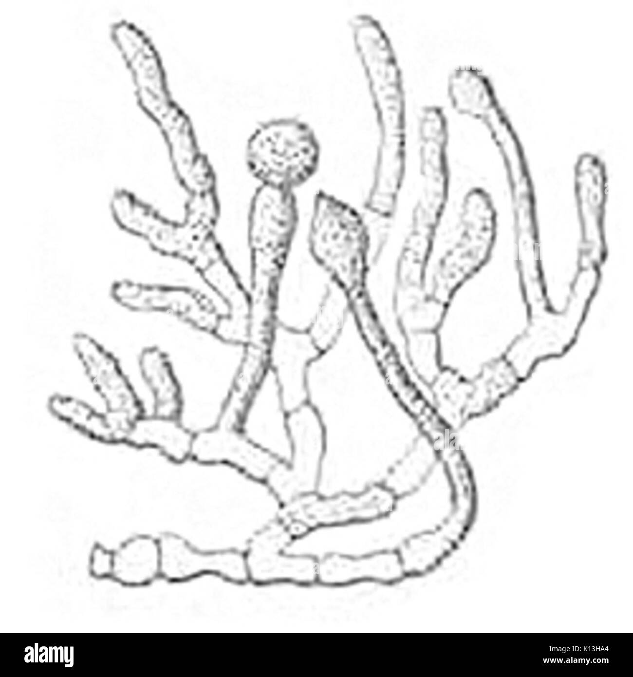 Basidiobolus ranarum Linder illustration Stock Photo