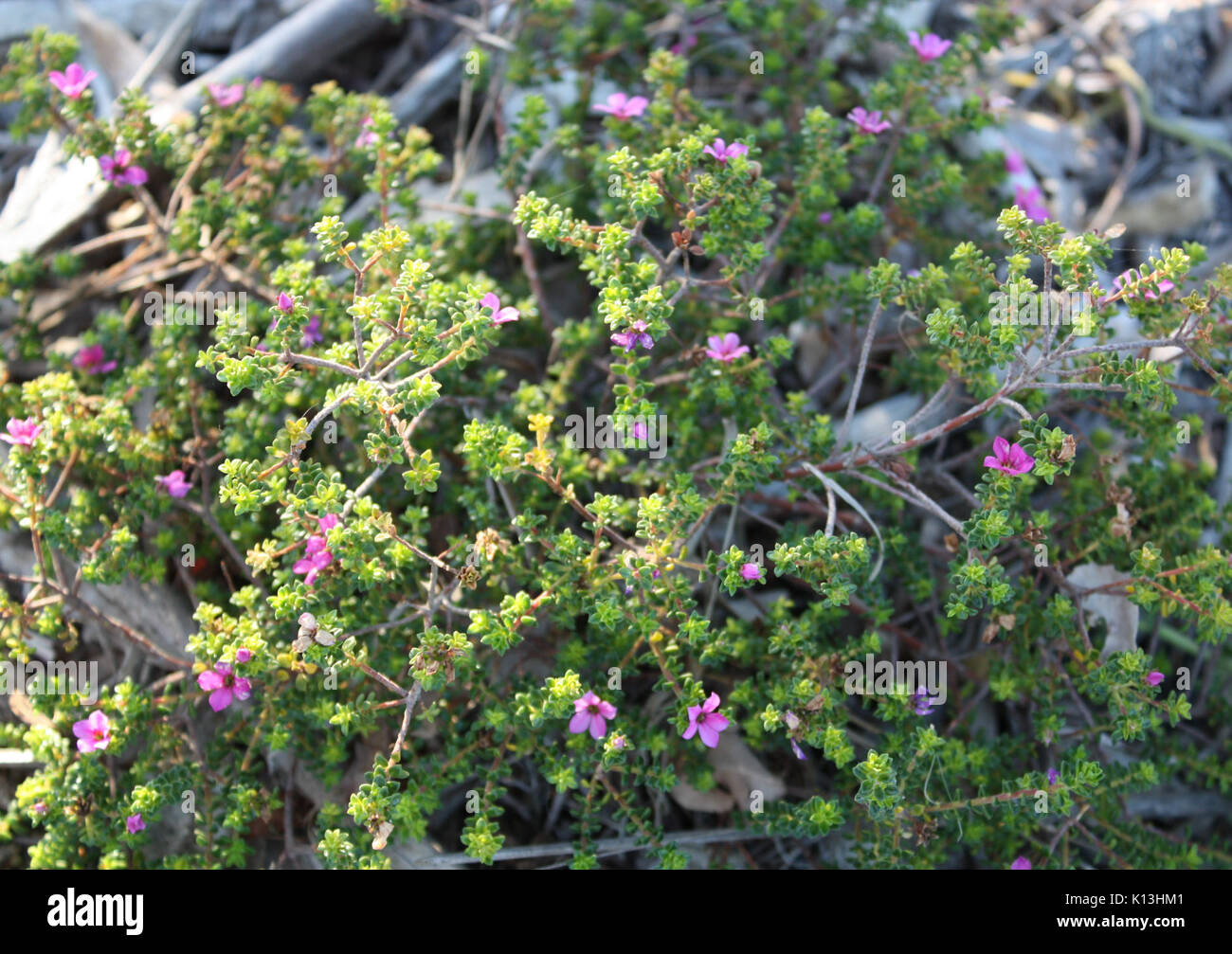 Acmadenia heterophylla aromatic all year flowering buchu Cape Town