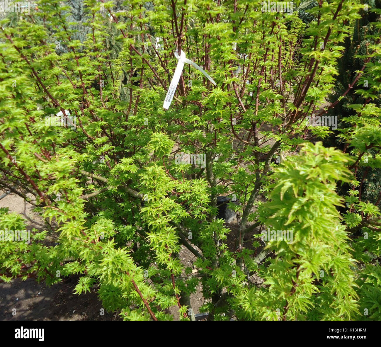 Acer palmatum 'Shishigashira' plants growing in NJ in April wideshot Stock Photo