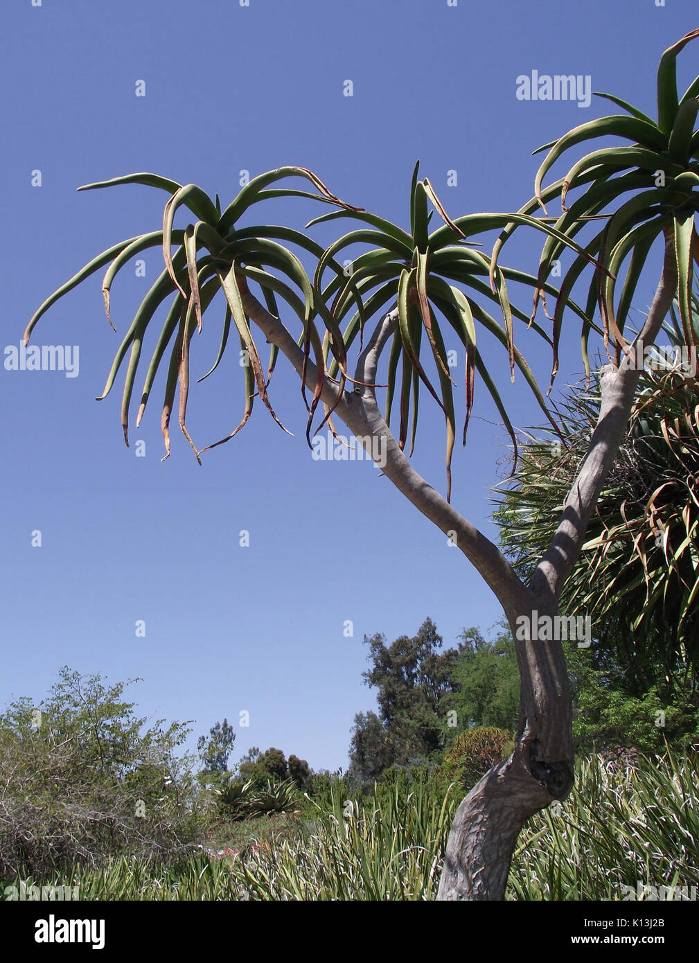 aloe orange Aloe arborescens x ferox 'Tangerine': Hardy Winter Blooming Succulent –  Bonte Farm