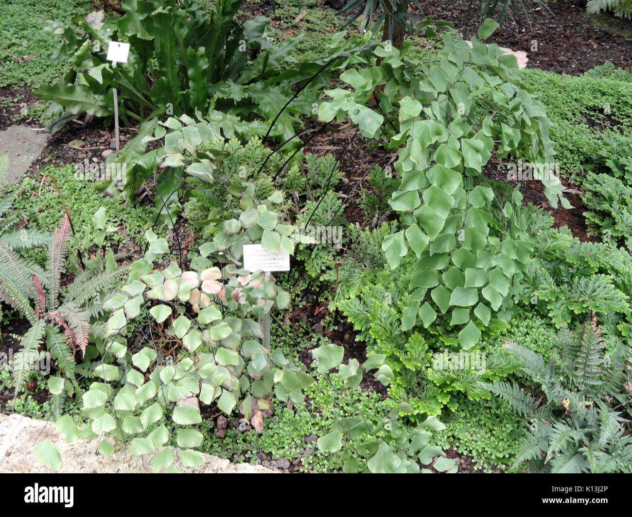 Adiantum Peruvianum Botanischer Garten Freiburg Dsc06273 Stock