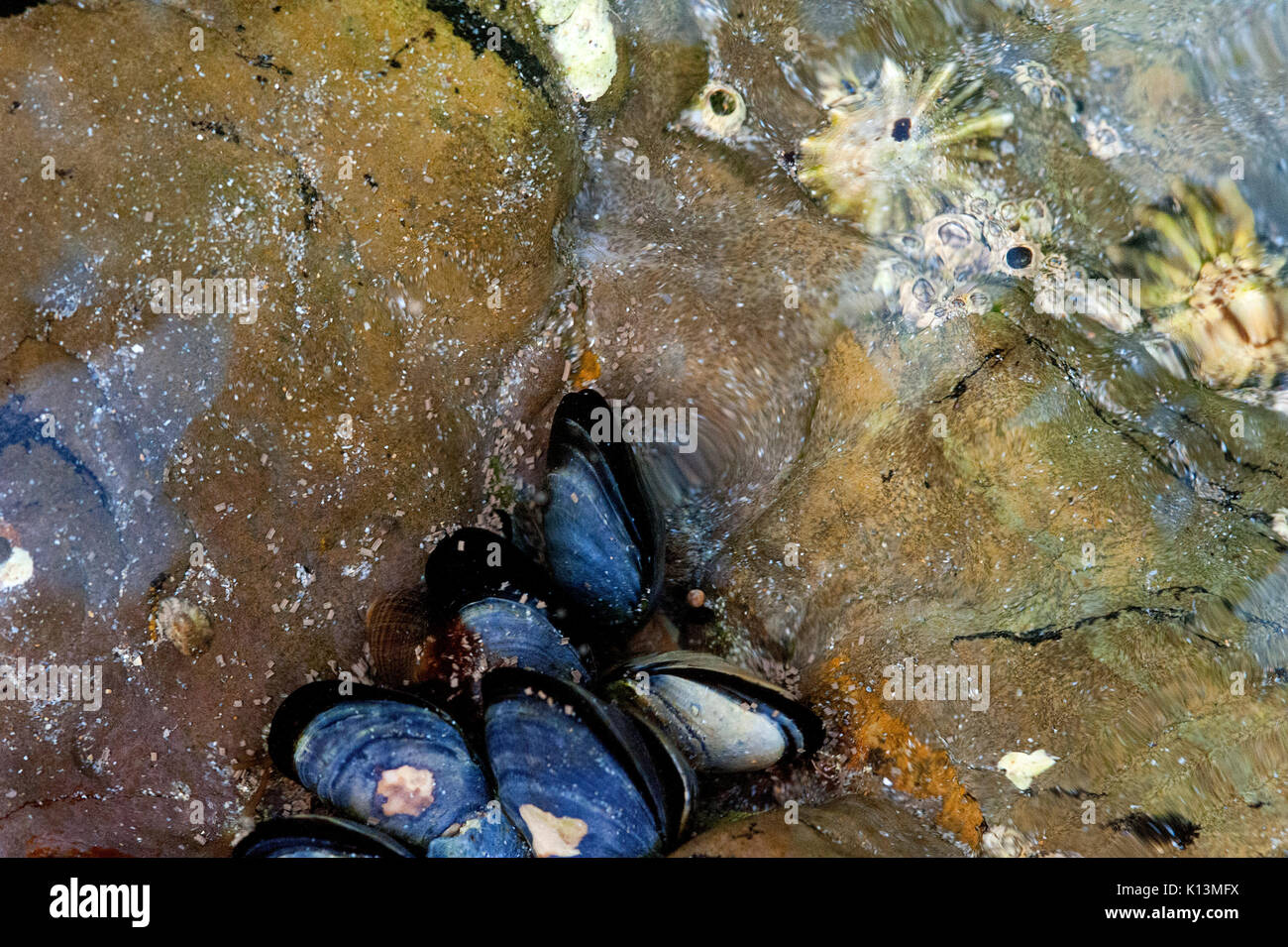 A close up view of rocks, mussels and marine life below the surface of a rock pool at Polzeath Bay, Cornwall, England. Stock Photo