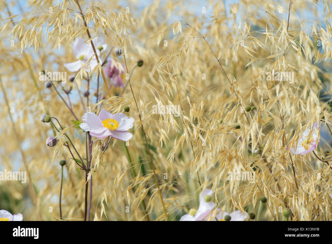 Anemone x hybrida Elegans. Japanese anemone 'Elegans' flowers amongst Stipa gigantea 'Gold Fontaene' grass. Golden oats. Giant feather grass Stock Photo