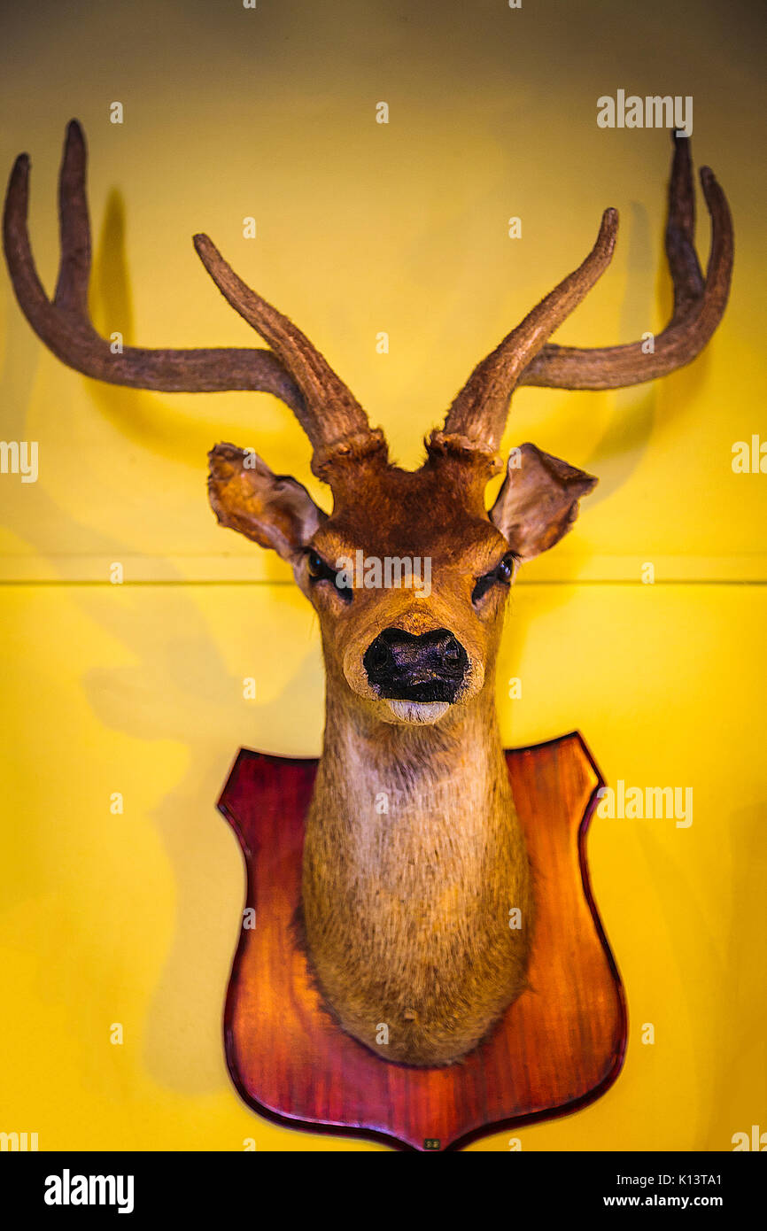 Taxidermy head mount hires stock photography and images Alamy