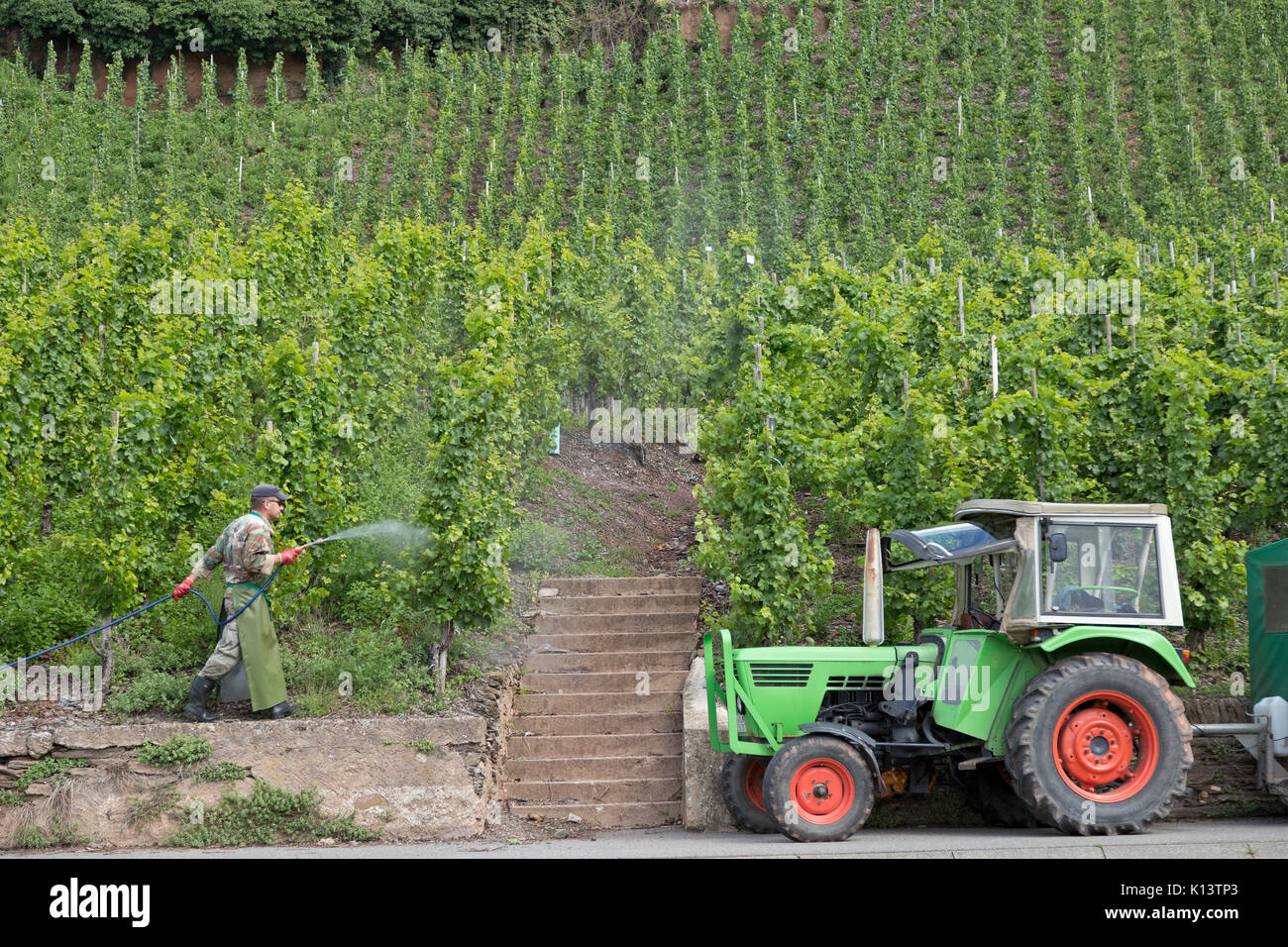 pesticide being sprayed on a vineyard near Uerzig, Moselle, Rhineland-Palatinate, Germany Stock Photo