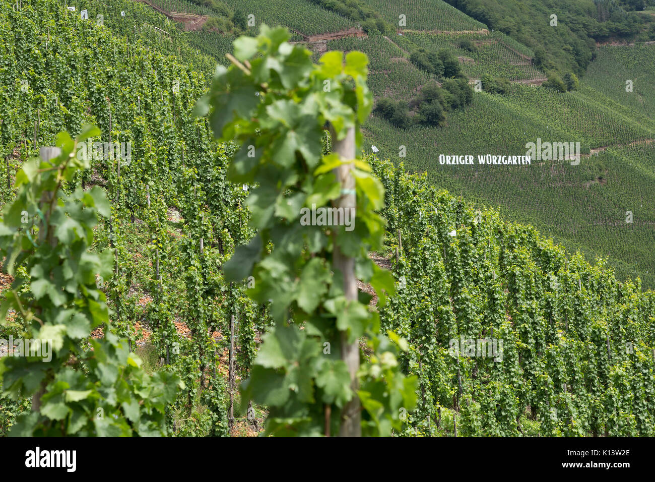 Vineyard near Uerzig, Moselle, Rhineland-Palatinate, Germany Stock Photo