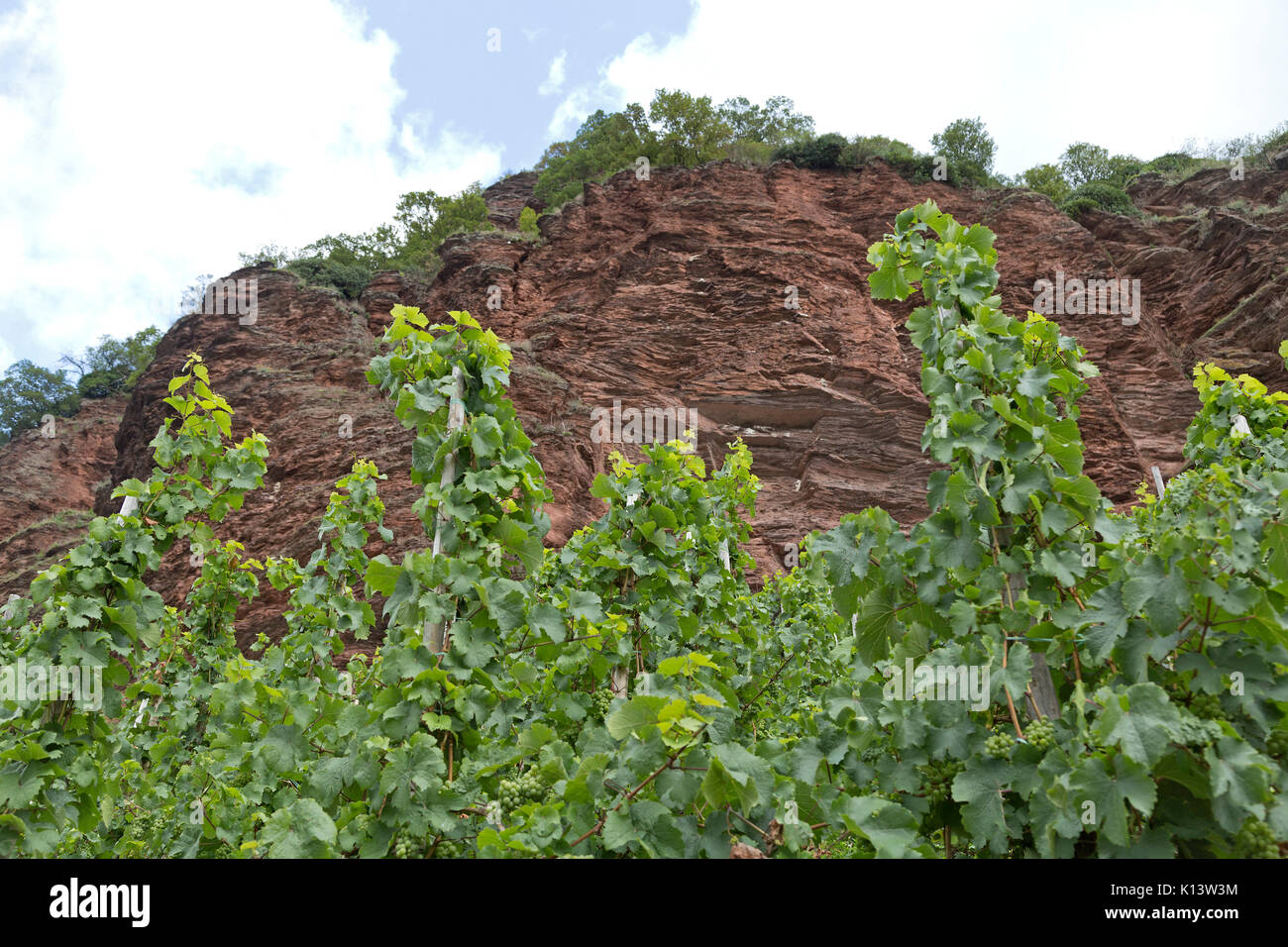 Vineyard near Uerzig, Moselle, Rhineland-Palatinate, Germany Stock Photo