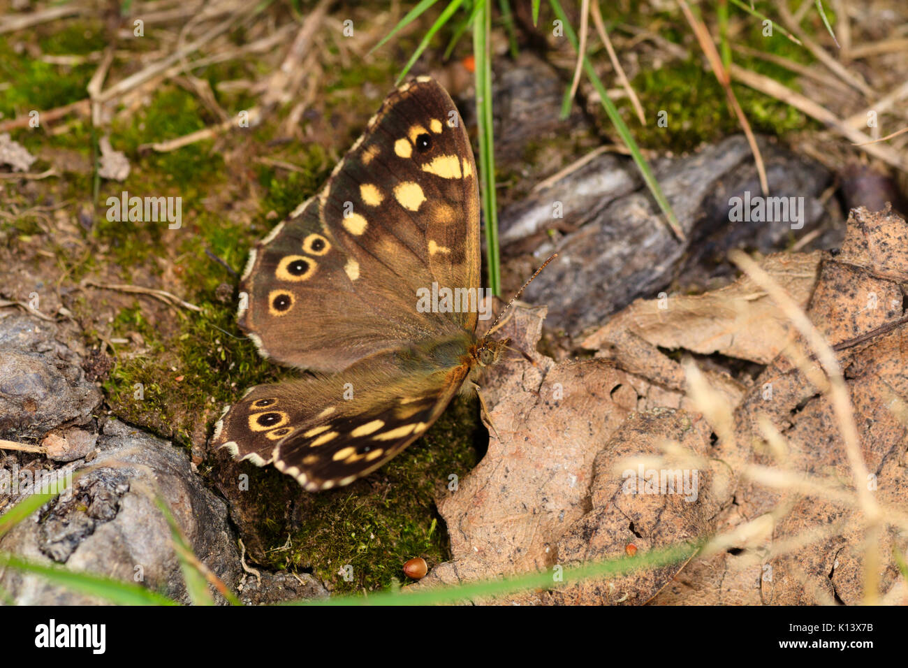 Speckled wood butterfly, Pararge aegeria, at rest and camouflaged among fallen leaves in a wood Stock Photo
