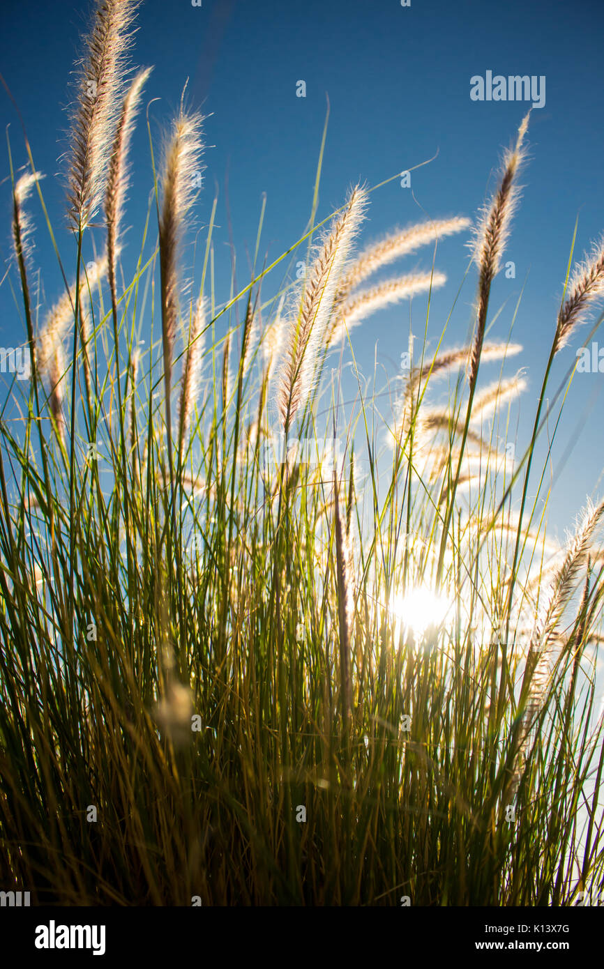 lush green furry grass on a sunny may afternoon in cape town Stock Photo