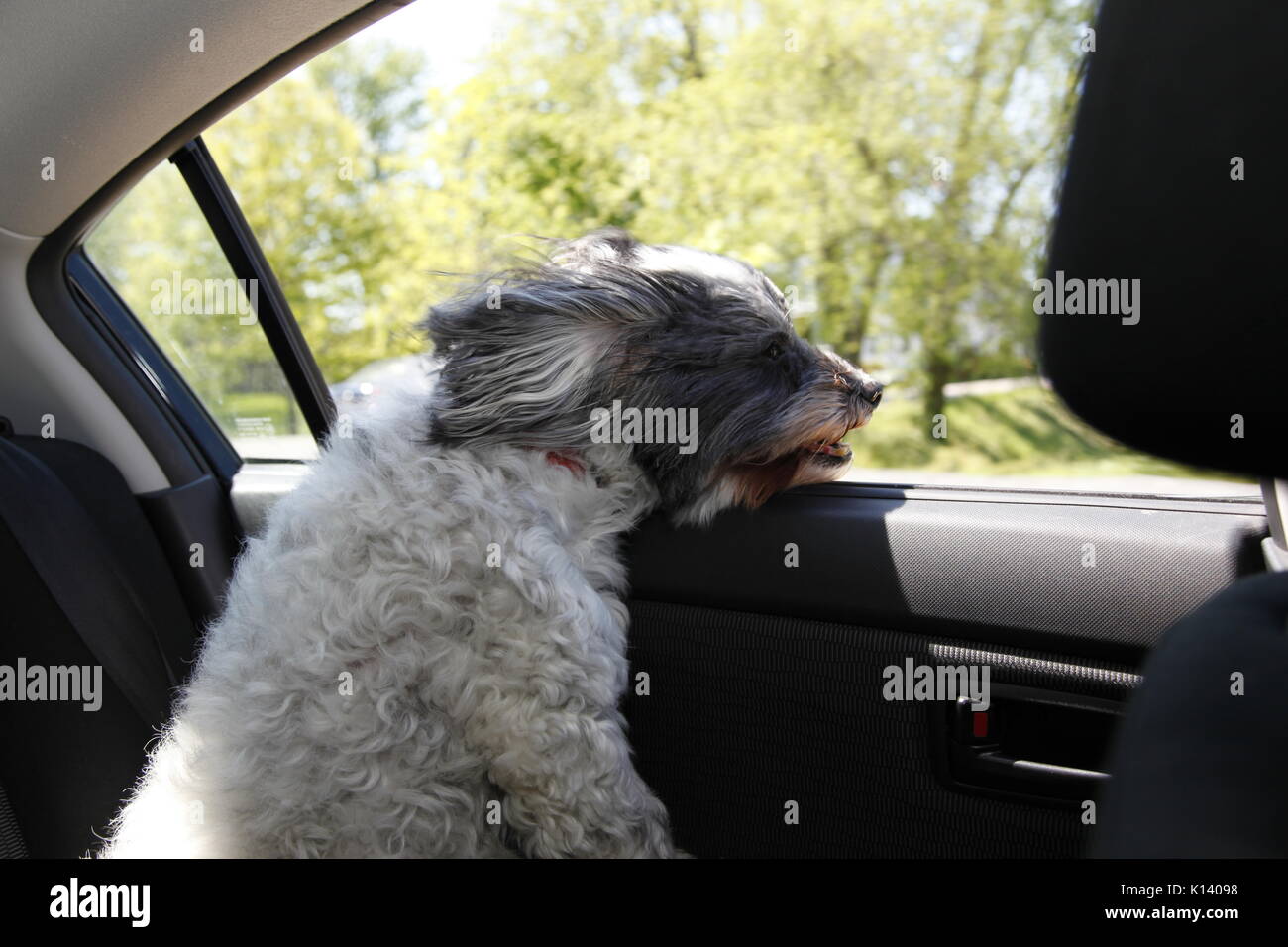 Small dog gets wind blown looking out moving car window. Stock Photo