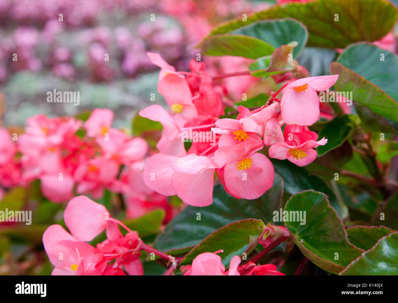 A close up of pink begonias in the flowerbed. Stock Photo