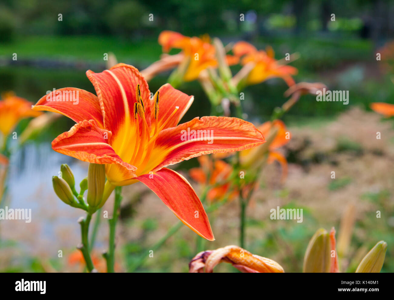Colourful daylilies hires stock photography and images Alamy