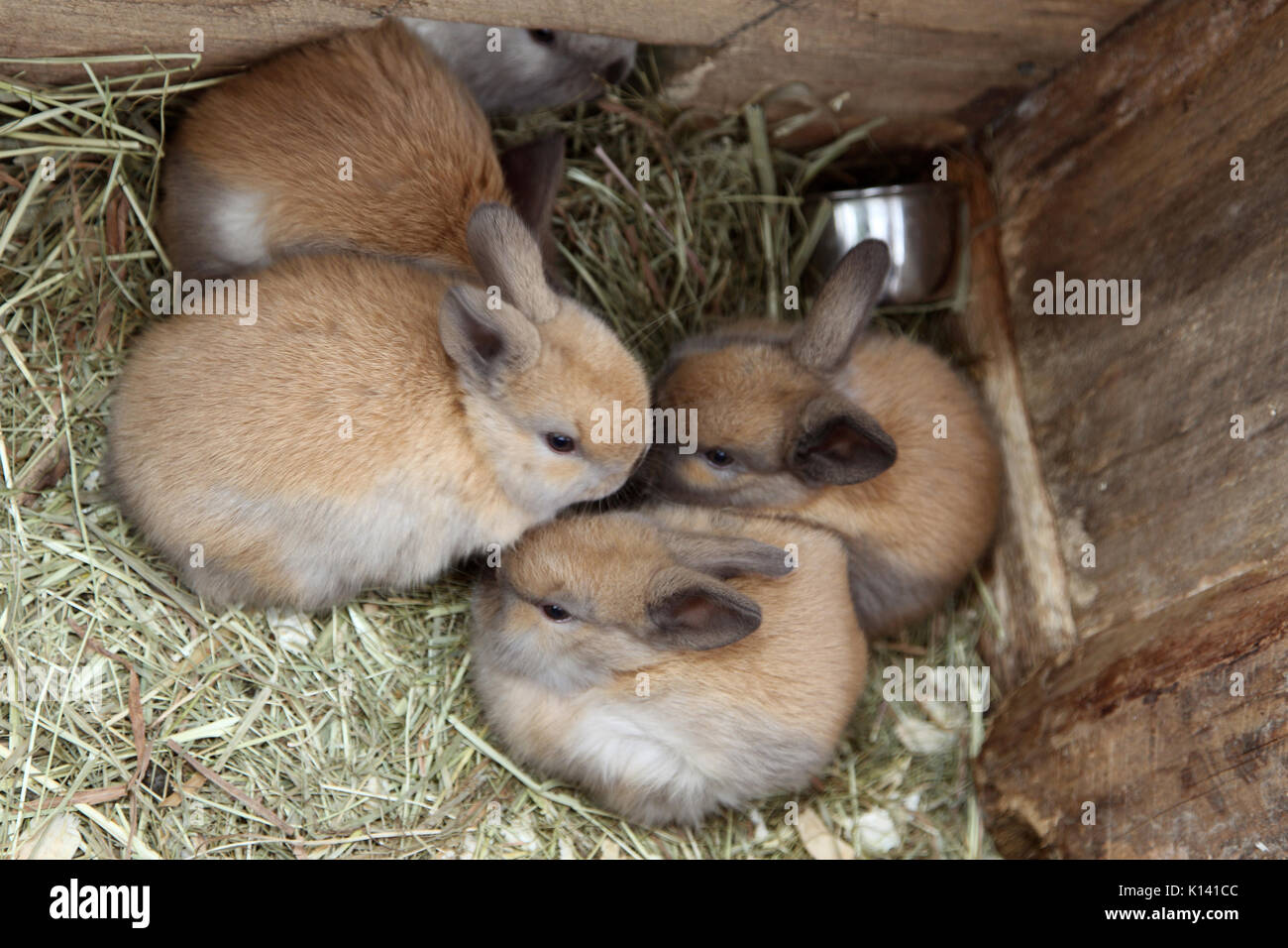 Bunny rabbits relaxing in the straw Stock Photo Alamy