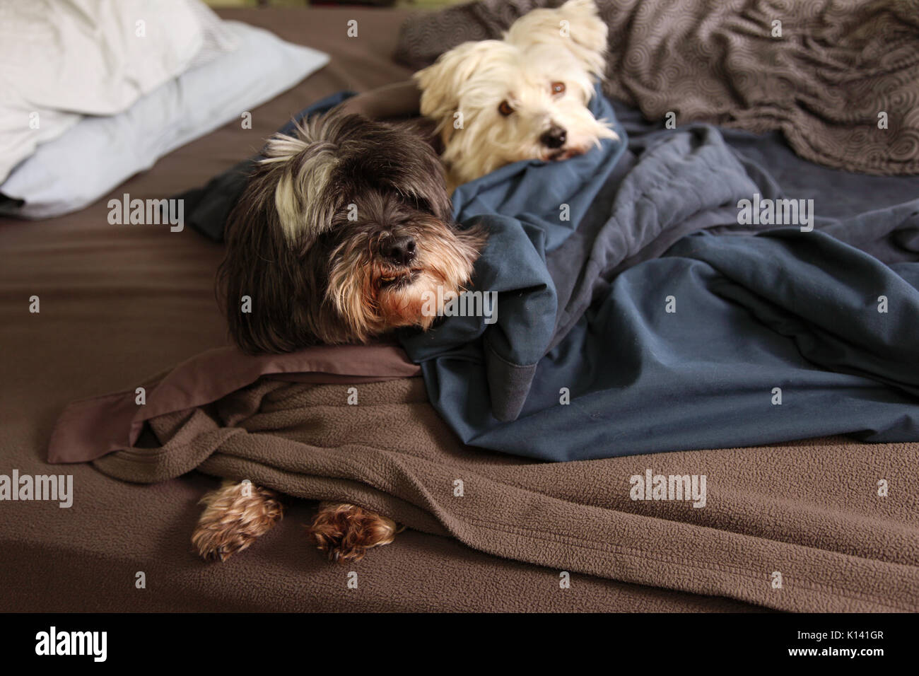two dogs sleep on the bed Stock Photo Alamy