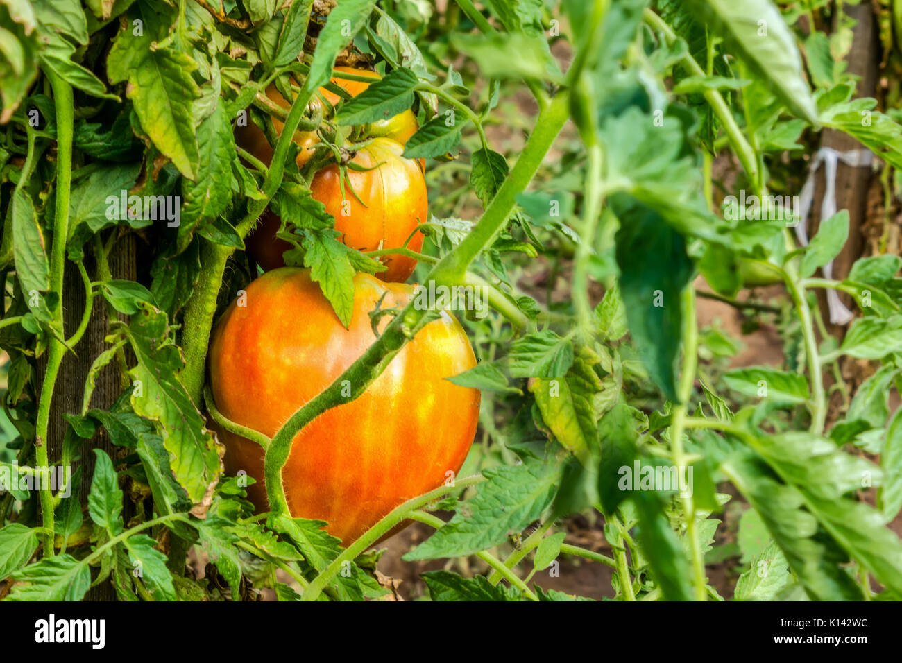 Tomatoes on the plantation Stock Photo