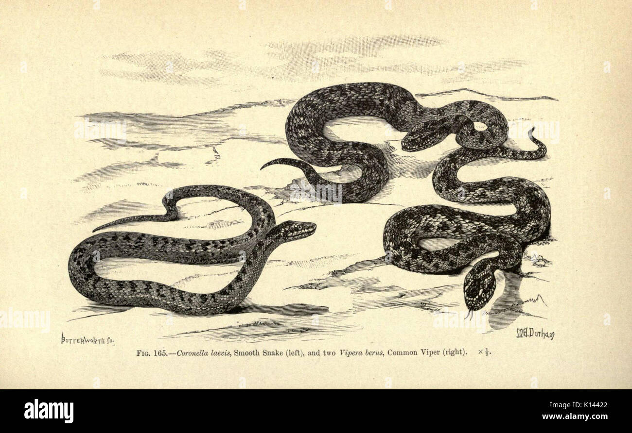 Amphibia and reptiles (Page 620) (6005259938) Stock Photo