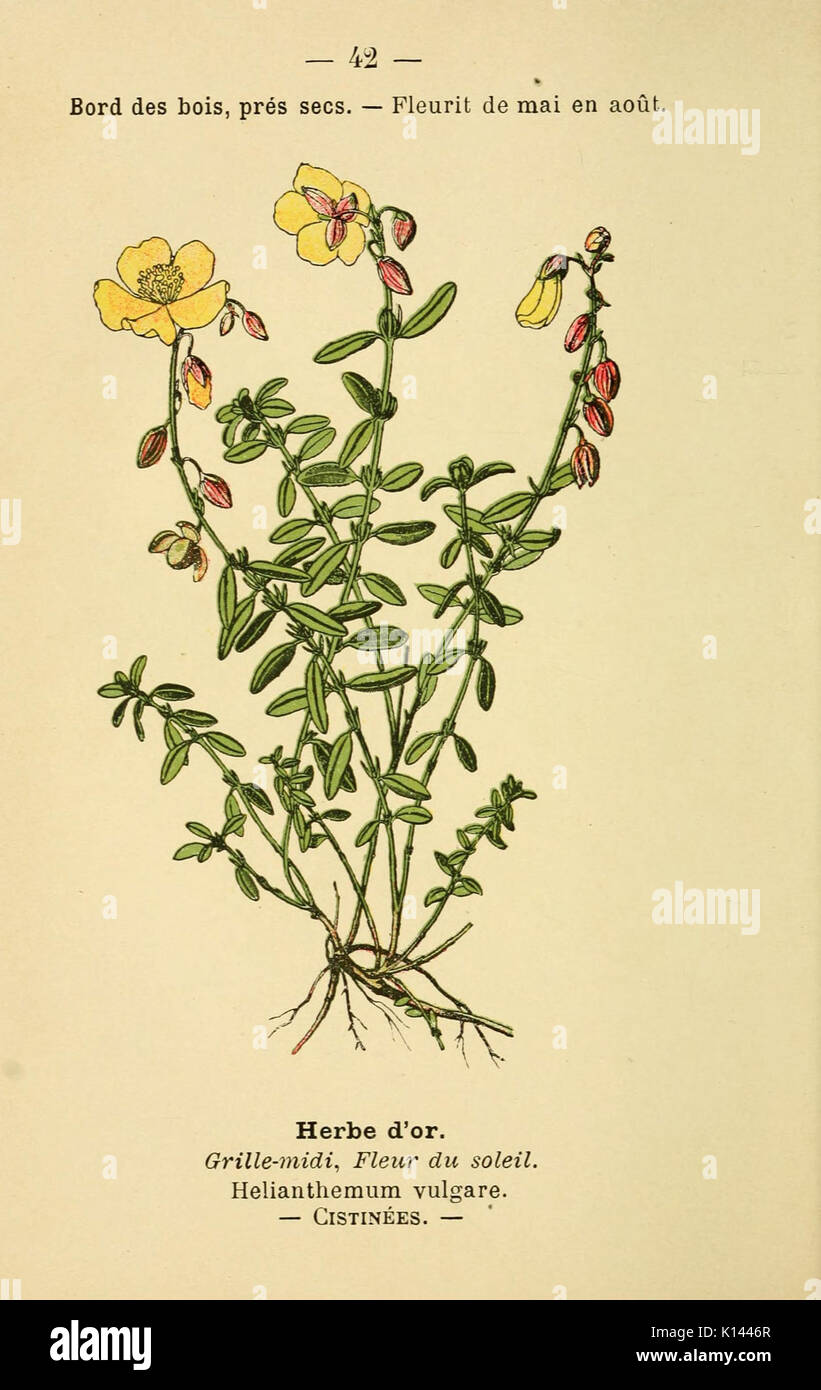 Atlas de poche des plantes des champs des prairies et des bois à l’usage des promeneurs et des excursionnistes. Série II.
