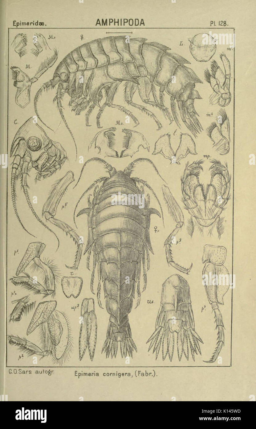 Crustacea taxonomy hi-res stock photography and images - Alamy