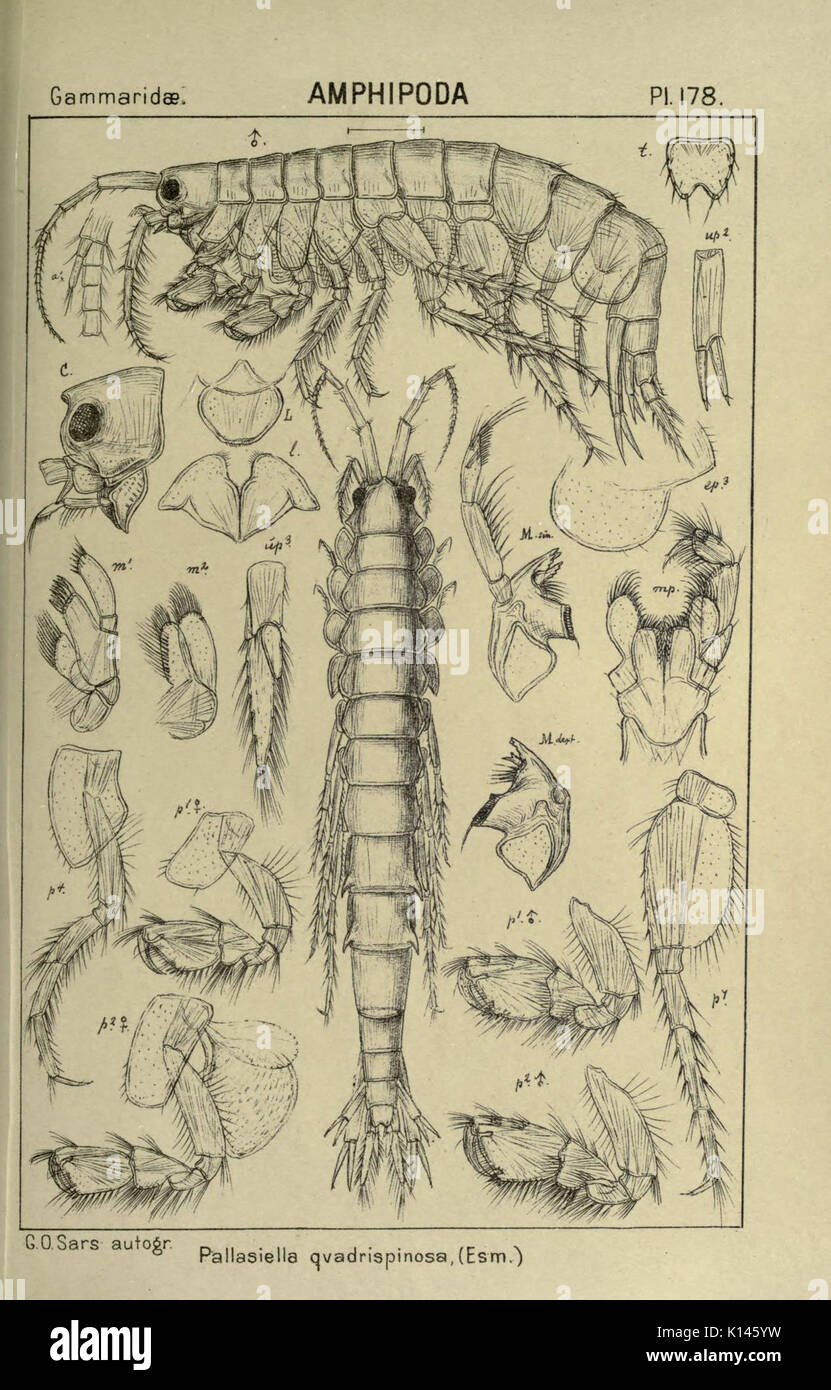 An account of the Crustacea of Norway (Pl. 178) (6194958219) Stock Photo