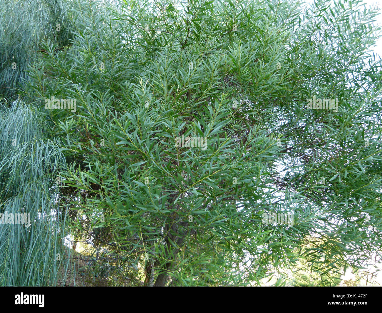 Acacia longifolia Stock Photo