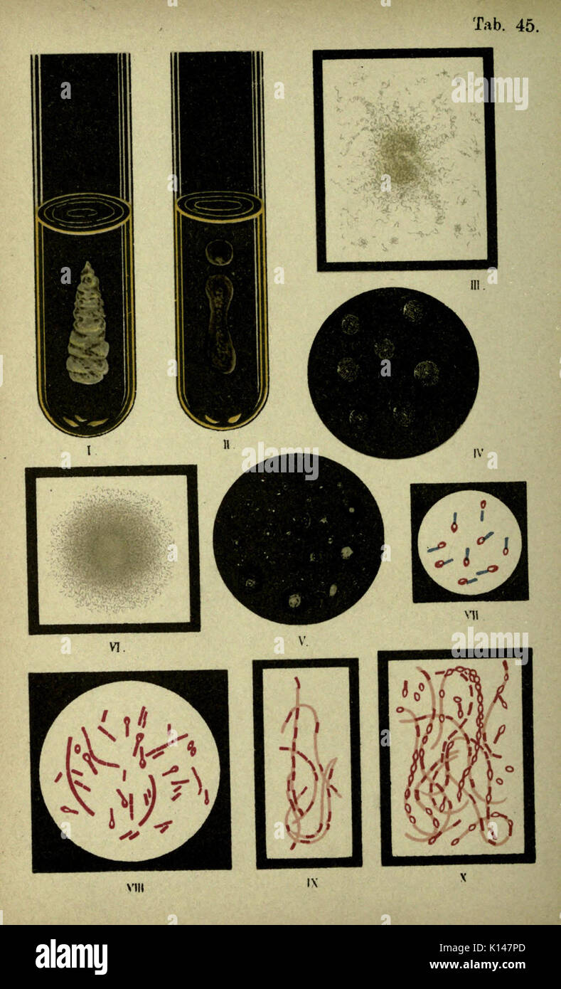 Microbial structures hi-res stock photography and images - Alamy