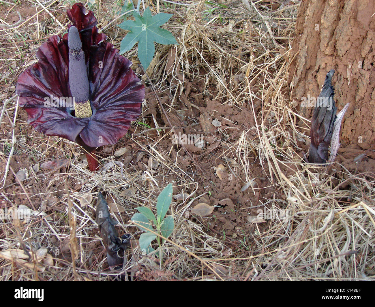 Amorphophallus mossambicensis Stock Photo