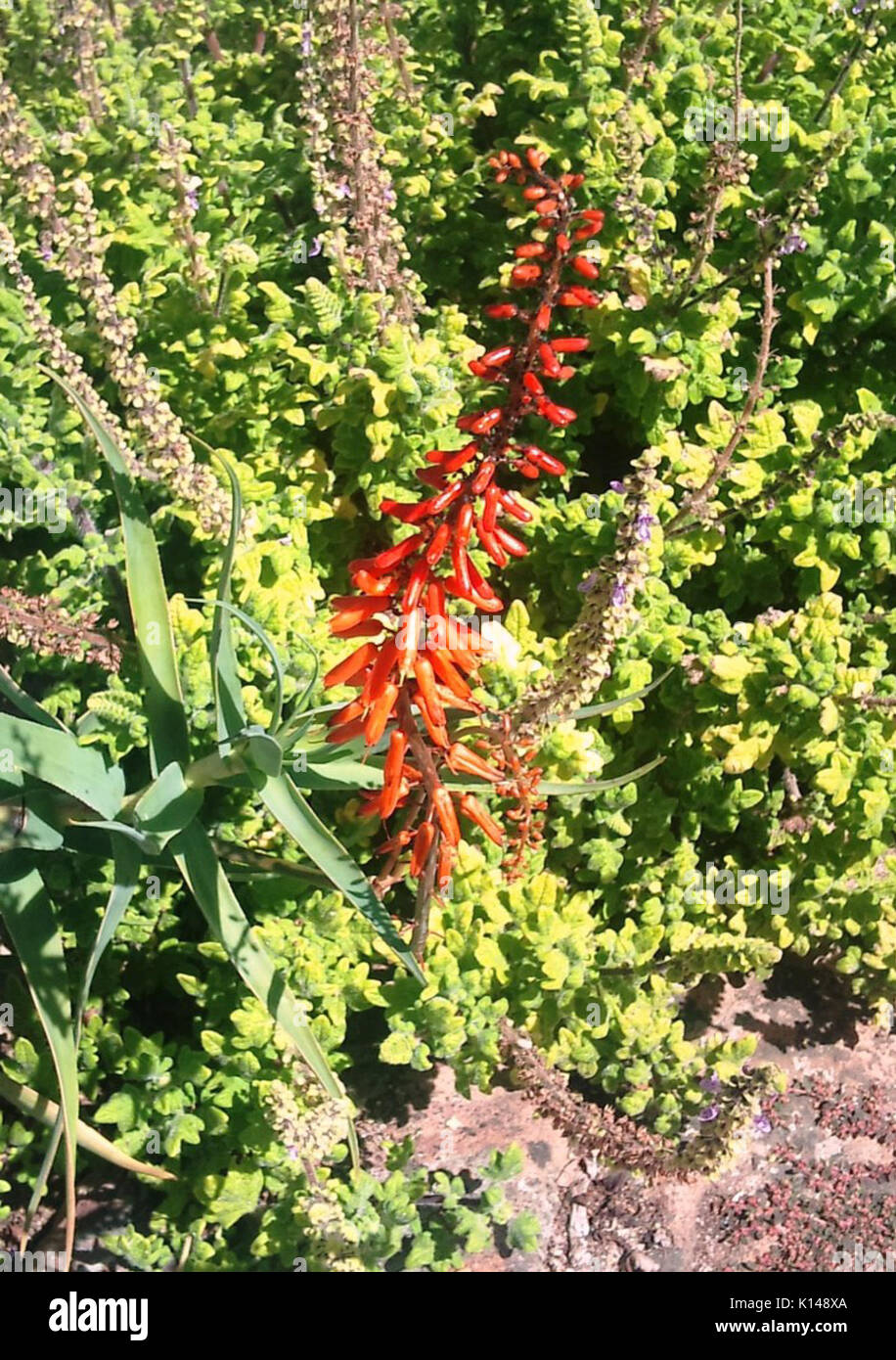 Aloe tenuior var rubriflora   inflorescence Stock Photo