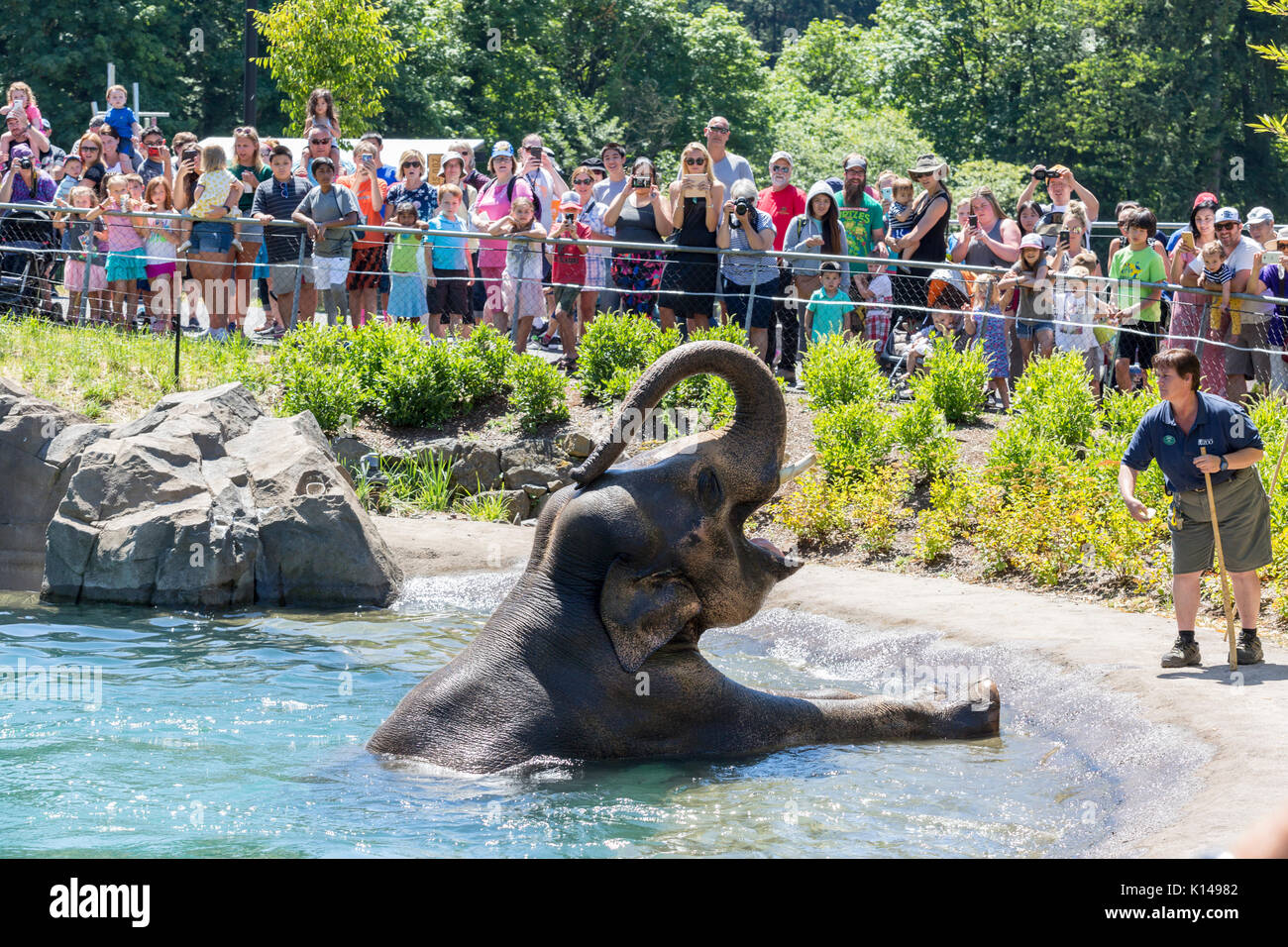 Elephant in the water at the Portland Oregon zoo Stock Photo