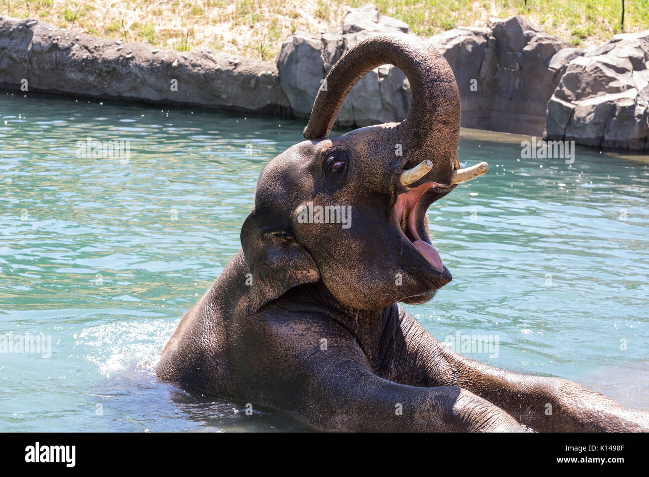 Elephant in the water at the Portland Oregon zoo Stock Photo