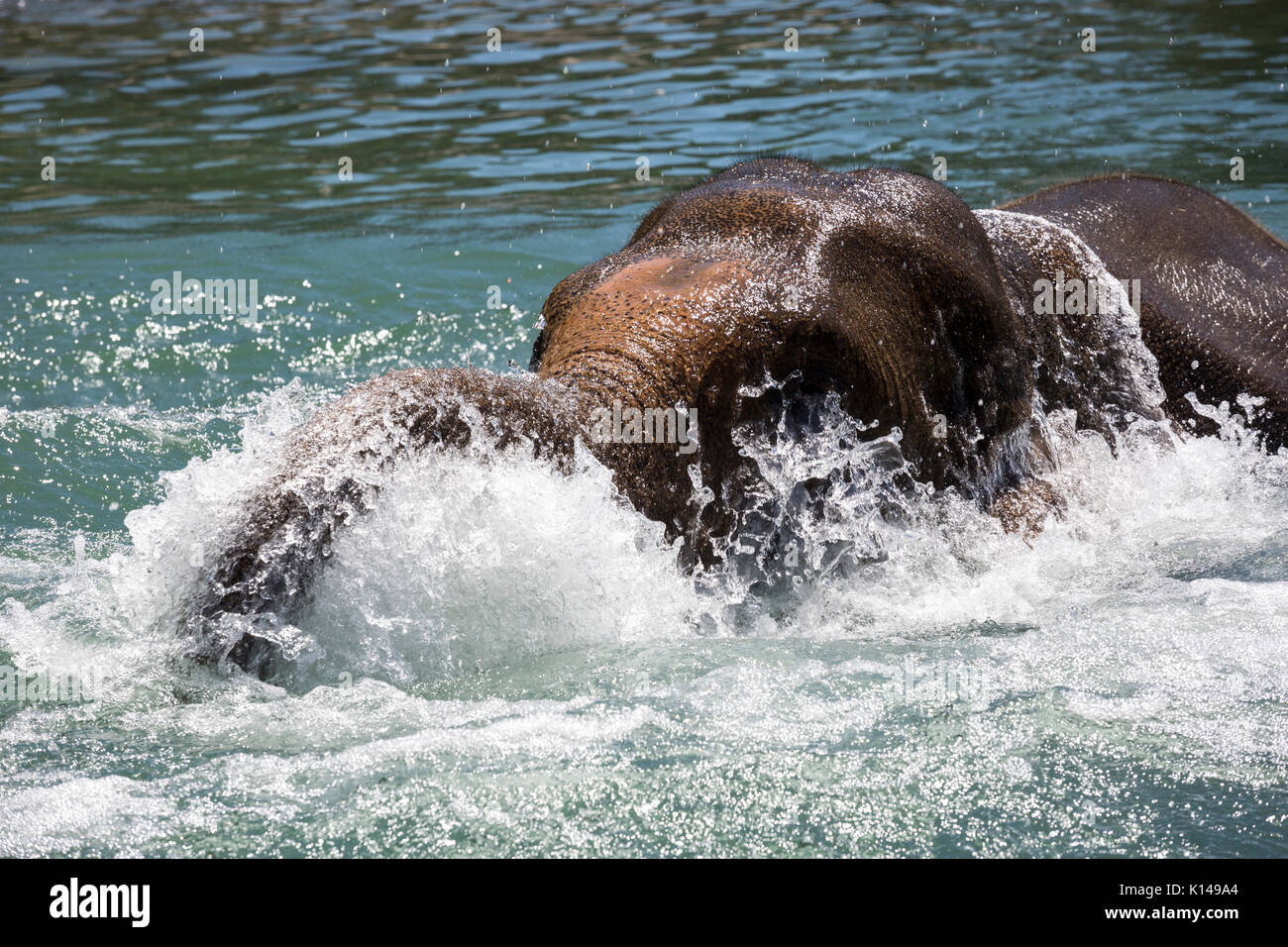 Elephant splashing in the water at the Portland Oregon zoo Stock Photo