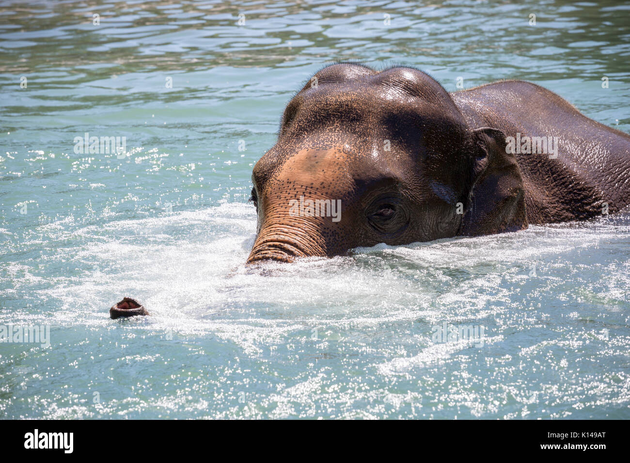 Elephant in the water at the Portland Oregon zoo Stock Photo