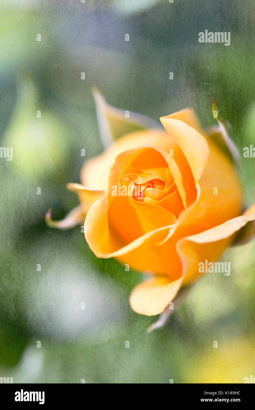 Close up yellow rose with textured background Stock Photo