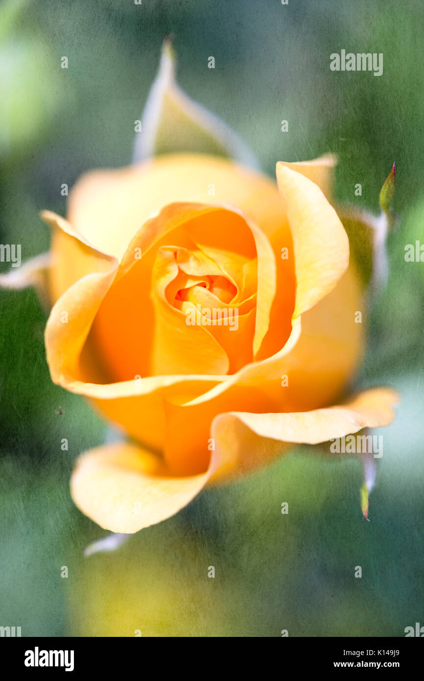 Close up yellow rose with textured background Stock Photo
